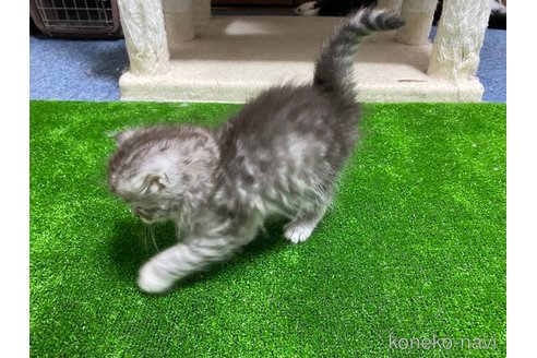 成約済の千葉県のサイベリアン-95980の34枚目